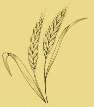 theharvesthomestead.com